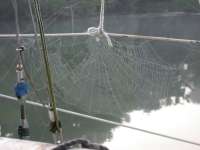 Spider Web