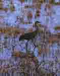 Sandhill Crane