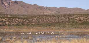Sandhill Cranes