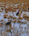 Sandhill Cranes
