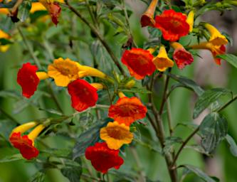 Machu Picchu Flower Xxx Orange P9260508