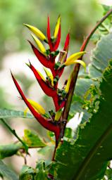 Machu Picchu Flower Bird Of Paradise P9260526