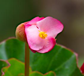 Machu Picchu Flower Xxx Pink P9260527