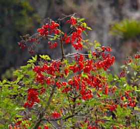 Machu Picchu Blossom Xxx Orange P9260535