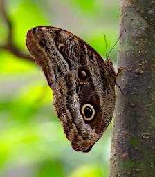 Machu Picchu Butterfly Xxx Snake Eyes P9260543