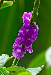 Machu Picchu Flower Xxx Purple P9260547