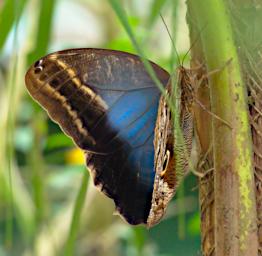 Machu Picchu Butterfly Xxx Snake Eyes P9260548