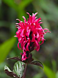 Machu Picchu Flower Xxx Pink P9260551
