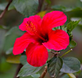 Machu Picchu Flower Hibiscus P9260557