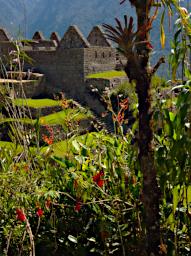Machu Picchu Garden P9270620