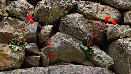 Machu Picchu Flower Xxx Orange P9270664
