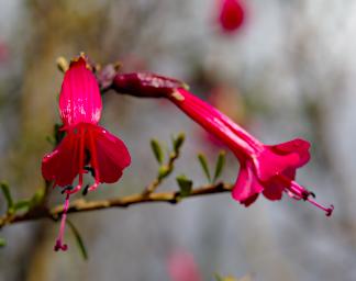 Machu Picchu Flower Cantuta