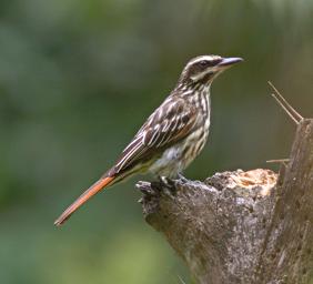 Machu Picchu Bird Streaked Flycatcher