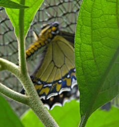 Machu Picchu Butterfly Xxx Blue White Yellow