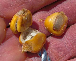 Machu Picchu Corn Nuts
