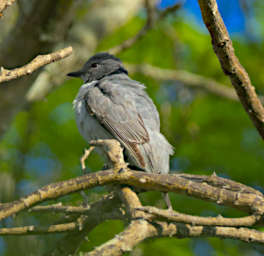 Beza-Mahafaly Bird Xxx