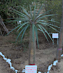 Beza-Mahafaly Tree Pachypodium Geayi