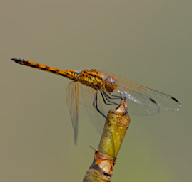 Isalo Dragonfly Xxx01