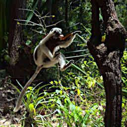 Madagascar, a Biodiversity Hotspot