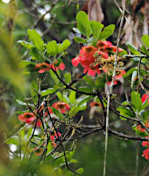 Ranomafana Flower Xxx Red