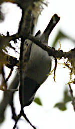 Ranomafana Bird Xxx Vanga Pollens Tylas