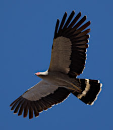 Reniala Bird MGHarrier Hawk