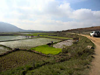 Zafimaniry Rice Planting