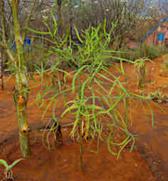 Zombitse Plant Xxx