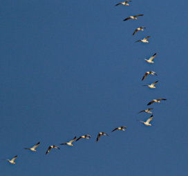 20210406 Freeze Out Snow Geese