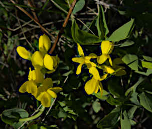 Flower Golden Banner