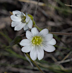 Flower Xxx White