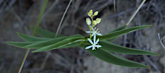 Flower Star Lily