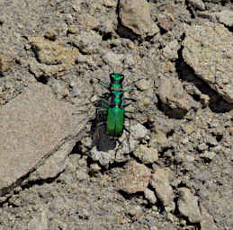 Cow Path Tiger Beetles mating