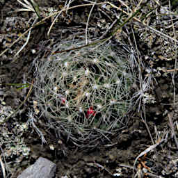 Barrel Cactus