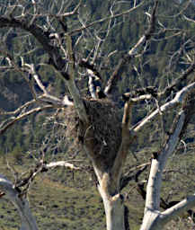 Eagle Nest