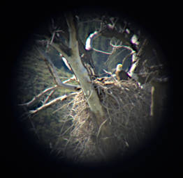 Eagle Nest