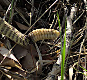 Rattlesnake