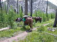 Horses, North Fork Trailhead