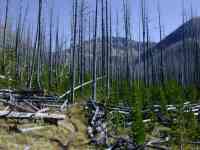 Trail through downed timber