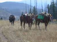 Horses grazing during lunch