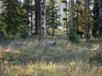 Camp, N. Fork Blackfoot