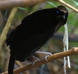 Arfak Bird Parotia