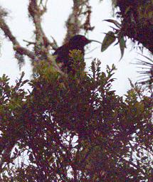 Arfak German Camp Bird Black Sicklebill