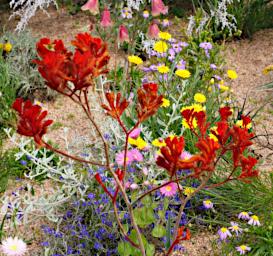 Perth Flowers