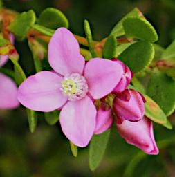 Perth Flower Aniseed Boronia Boronia Crenulata