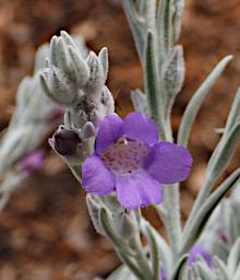 Flower Xxx Violet
