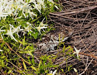 Nambung NP Pinnacles Bob Tailed Skink
