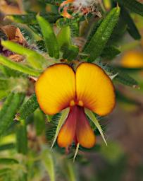Lesueur NP Flower Pea