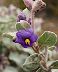 Lesueur NP Flower Xxx Purple Yellow