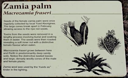 Lesueur NP Sign Zamia Palm
